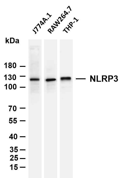 Anti-Human/Mouse/Rat NLRP3 Antibody [B1149]