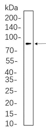 Anti-Human eIF4B Antibody [B578]