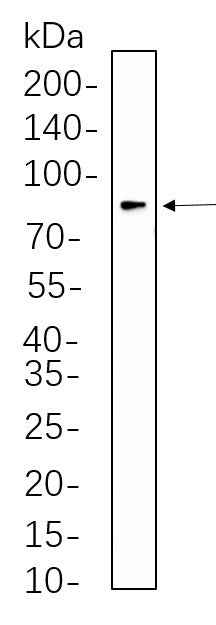 Anti-Human eIF4B Antibody [B578] - ABMIUM