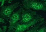 Anti-Human HIF1A Antibody [B335]