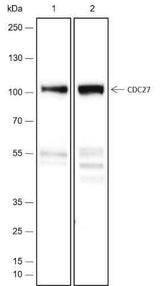 Anti-Human/Rat Cdc27 Antibody [A438]