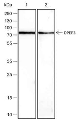 Anti-Human/Rat/Mouse DPEP3 Antibody [A429]