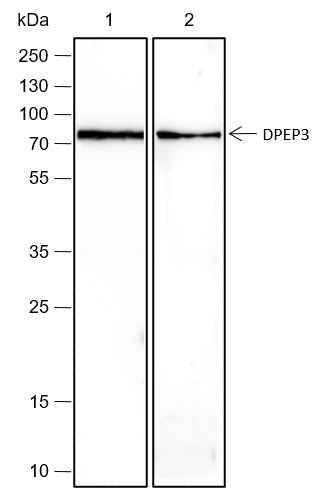 Anti-Human/Rat/Mouse DPEP3 Antibody [A429]