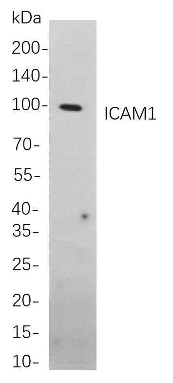 Anti-Human ICAM1 Antibody [B854] - ABMIUM