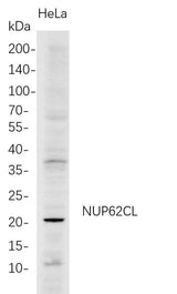 Anti-Human NUP62CL Antibody [B688]