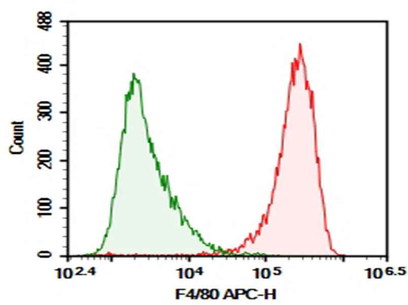 Anti-Mouse F4/80 Antibody [BM8] - ABMIUM