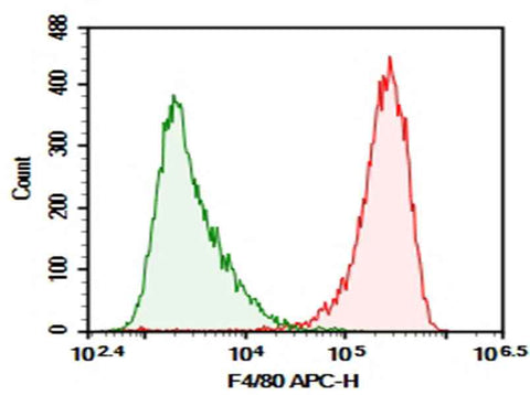Anti-Mouse F4/80 Antibody [BM8] - ABMIUM