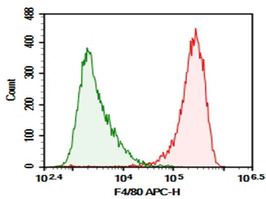 Anti-Mouse F4/80 Antibody [BM8] - ABMIUM