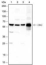 Anti-Human/Rat/Mouse CBX2 Antibody [A153]