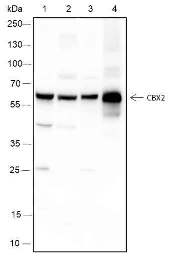 Anti-Human/Rat/Mouse CBX2 Antibody [A153] - ABMIUM