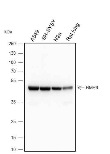 Anti-Human/Rat/Mouse BMP6 Antibody [A143] - ABMIUM
