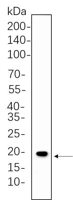 Anti-Human/Mouse/Rat Caveolin-1 Antibody [B763] - ABMIUM