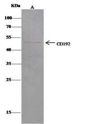 Anti-Human CCR2 Antibody - ABMIUM
