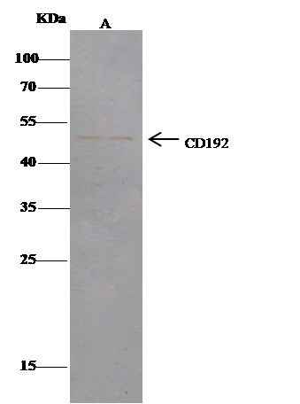 Anti-Human CCR2 Antibody - ABMIUM