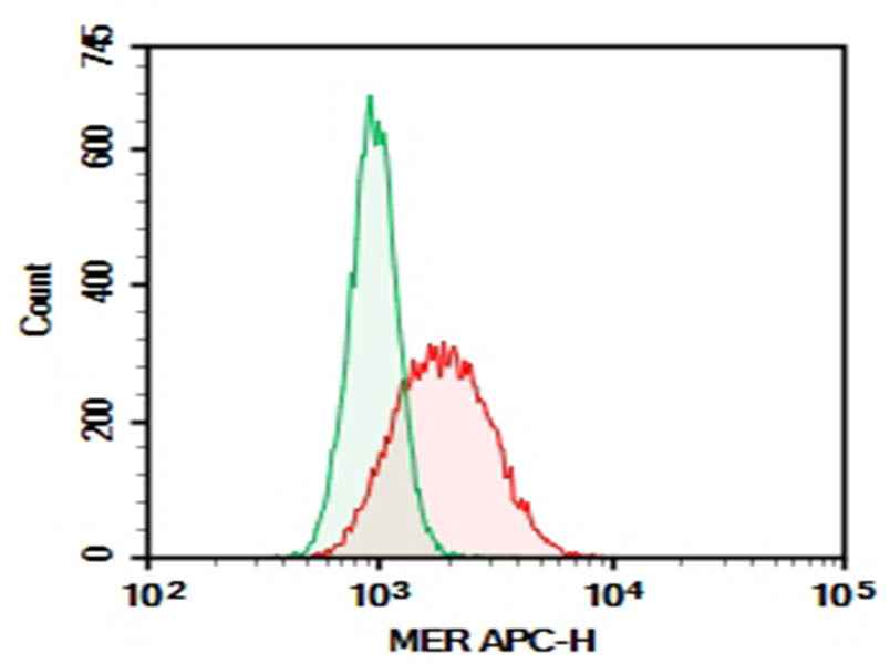 Anti-Human MER Antibody [590H11G1E3] - ABMIUM