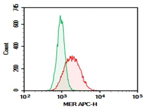 Anti-Human MER Antibody [590H11G1E3] - ABMIUM