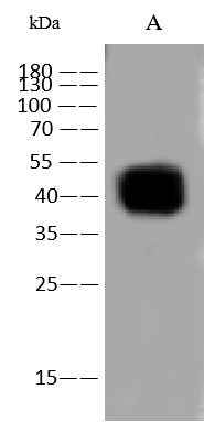 Anti-Mouse CD47 Antibody [B511] - ABMIUM