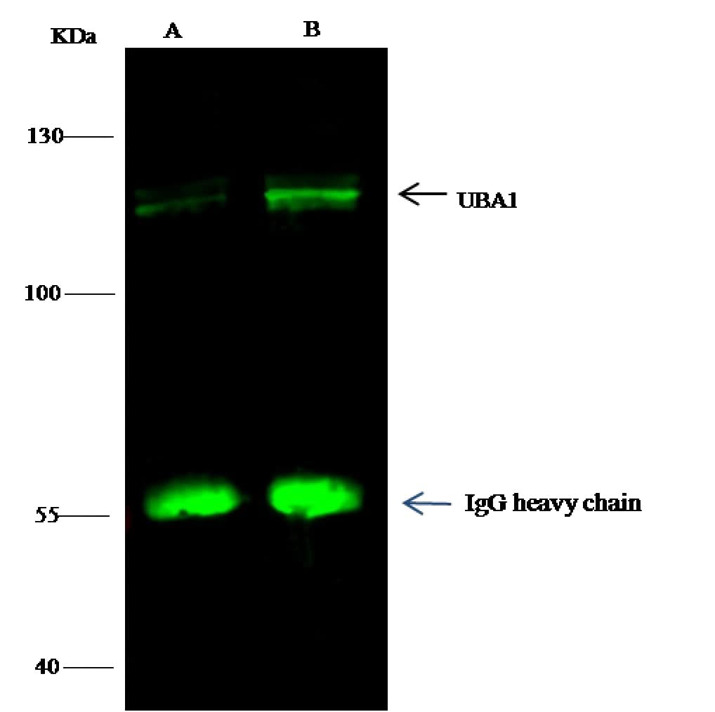 Anti-Human UBA1 Antibody [A1070] - ABMIUM