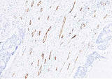 Anti-Human PECAM1 Antibody [B226]