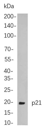 Anti-Human/Rat P21 Antibody [B778]