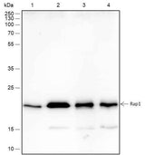 Anti-Human/Rat/Mouse RAP1A+RAP1B Antibody [A459]