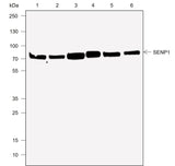 Anti-Human/Rat/Mouse SENP1 Antibody [A722] - ABMIUM
