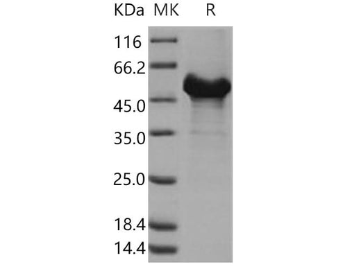> 70 % as determined by reducing SDS-PAGE.