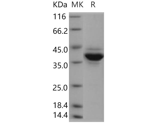 > 85 % as determined by reducing SDS-PAGE.
