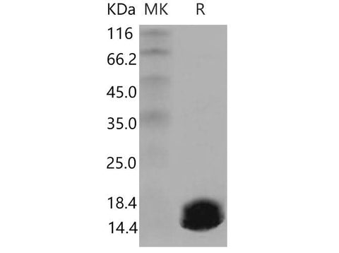 > 98 % as determined by reducing SDS-PAGE.