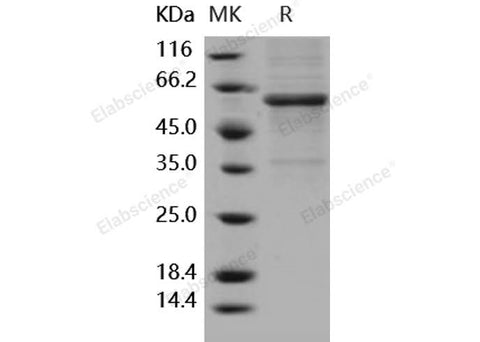 > 85 % as determined by reducing SDS-PAGE.