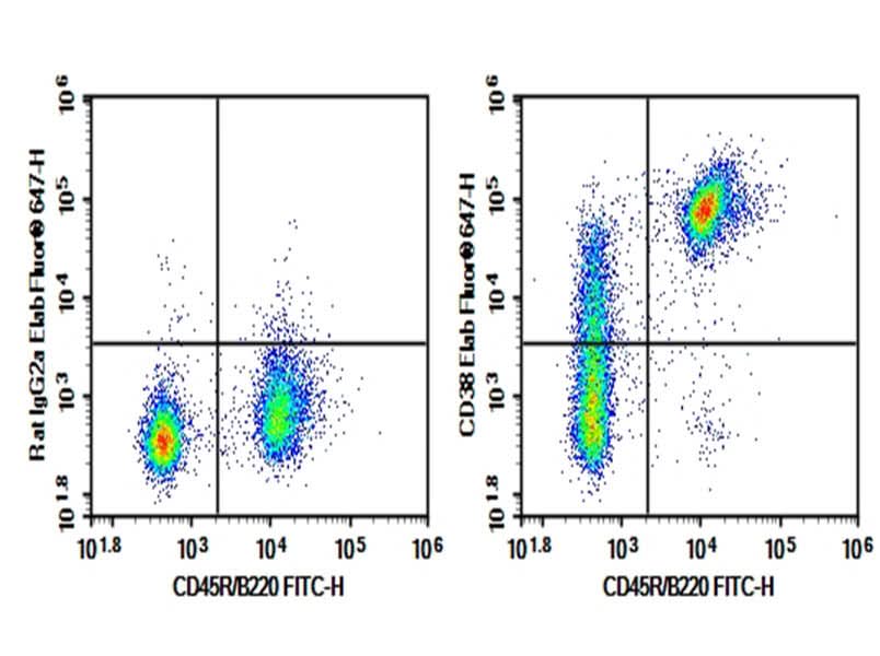 C57/BL6 Mouse splenocytes were stained with 0.2 μg AF/LE Anti-Mouse CD38 Antibody[NIMR5] (Right) and 0.2 μg Rat IgG2a,  κ Isotype Control (Left),  followed by Elab Fluor<sup>®</sup> 647-conjugated Goat Anti-Rat IgG Secondary Antibody,  then anti-Mouse B220 FITC-conjugated Monoclonal Antibody.