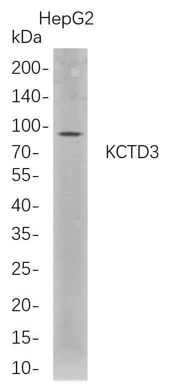 Anti-Human KCTD3 Antibody [B695] - ABMIUM