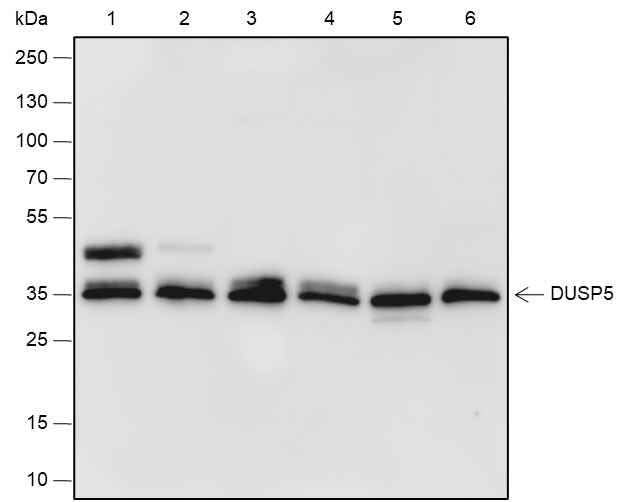 Anti-Human/Rat/Mouse DUSP5 Antibody [A565] - ABMIUM