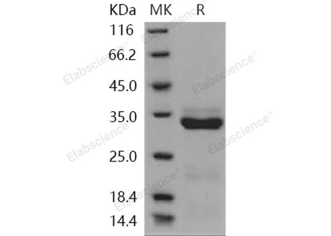 > 95 % as determined by reducing SDS-PAGE.
