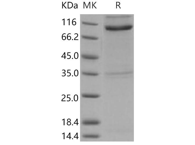 > 85 % as determined by reducing SDS-PAGE.