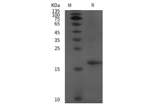 SDS-PAGE analysis of Mouse Syndecan-4/Sdc4 proteins, 2 μg/lane of Recombinant Mouse Syndecan-4/Sdc4 proteins was resolved with SDS-PAGE under reducing conditions, showing bands at 18 kDa.