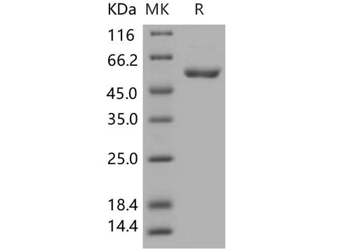 > 92 % as determined by reducing SDS-PAGE.