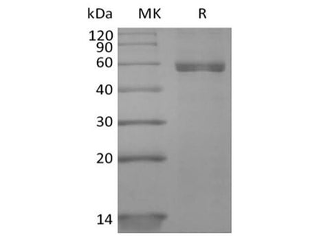 > 90 % as determined by reducing SDS-PAGE.