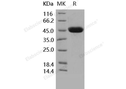 > 97 % as determined by reducing SDS-PAGE.