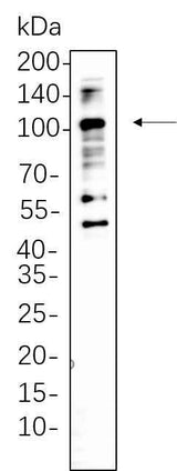 Anti-Mouse/Rat CD68 Antibody [B1123]