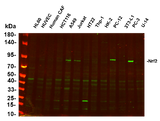 Anti-Human/Mouse/Rat Nrf2 Antibody [B538]