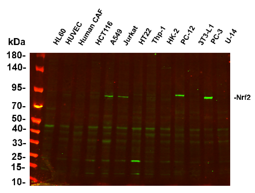 Anti-Human/Mouse/Rat Nrf2 Antibody [B538]