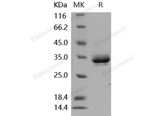 > 95 % as determined by reducing SDS-PAGE.