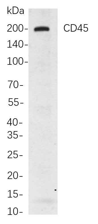 Anti-Human CD45 Antibody [B854] - ABMIUM