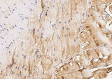 Anti-Mouse IGFBP6 Antibody [B450]