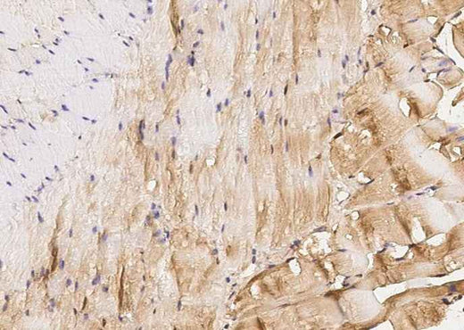 Anti-Mouse IGFBP6 Antibody [B450] - ABMIUM
