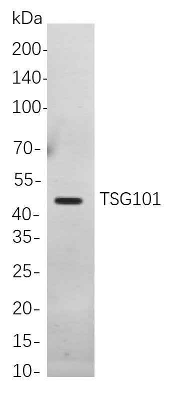 Anti-Human/Mouse/Rat TSG101 Antibody [B780] - ABMIUM