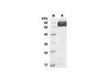 SDS-PAGE analysis of Human LTF proteins, 2 μg/lane of Recombinant Human LTF proteins was resolved with SDS-PAGE under reducing conditions, showing bands at 77.9 kDa.