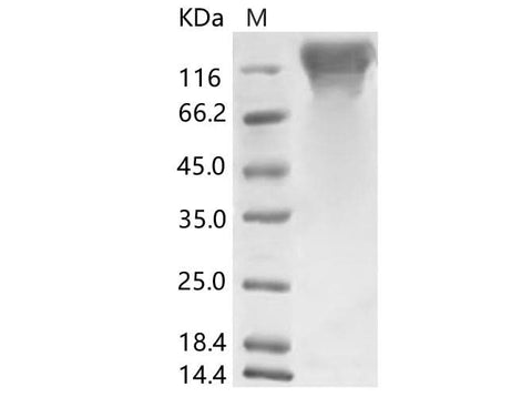 > 85 % as determined by reducing SDS-PAGE.