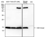 Anti-Human/Rat/Mouse Histone H3 (Di Methyl Lys14) Antibody [A832] - ABMIUM